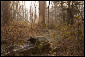 Album 501480