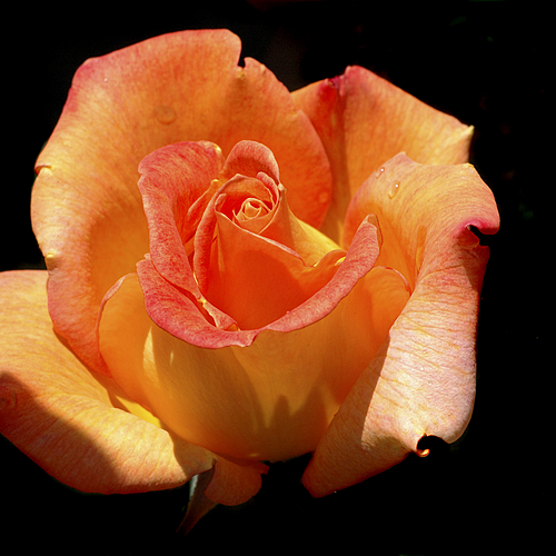 Photo ID 110562