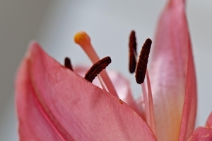 Album 500967