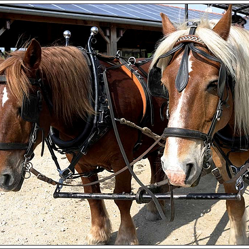 Photo ID 315515