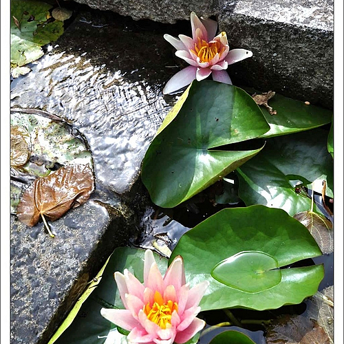 Photo ID 115438