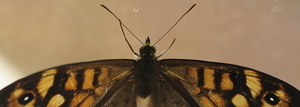 Album 501358
