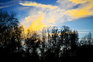 Album 501575