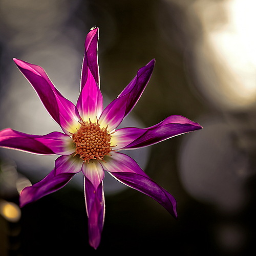 Photo ID 533484