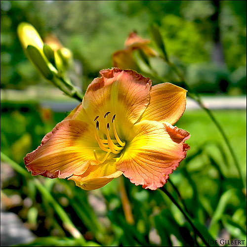Photo ID 316553