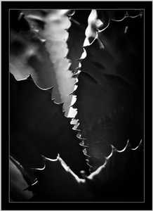 Album 300505
