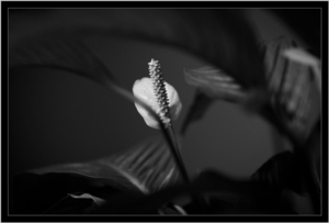 Album 301101