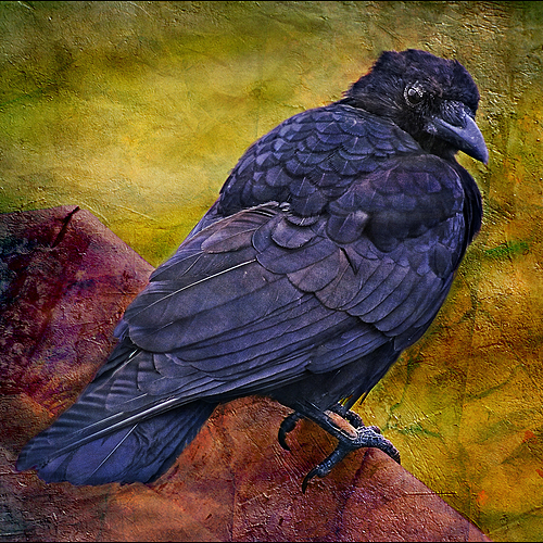 Photo ID 341940
