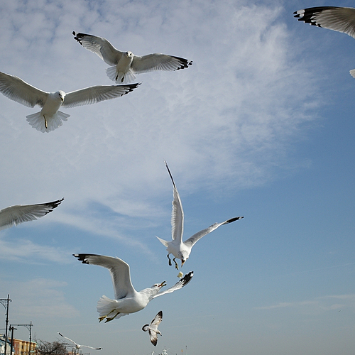 Photo ID 313030
