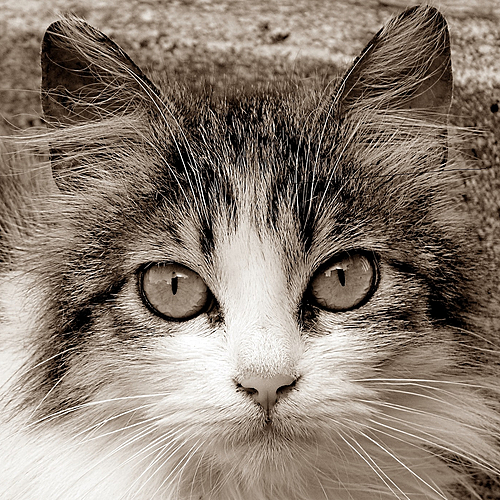 Photo ID 332501