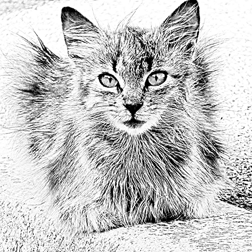 Photo ID 333819