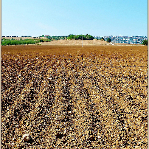 Photo ID 335187