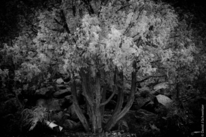 Album 301460