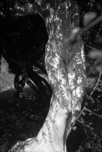 Album 301664