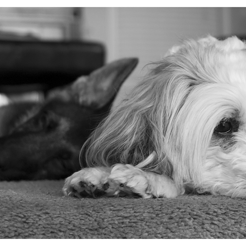 Photo ID 335497