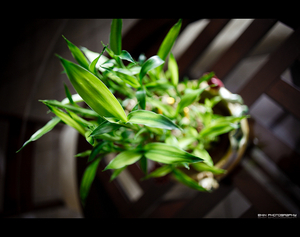 Album 1500137