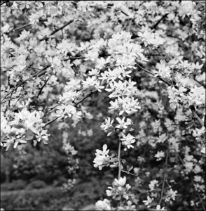 Album 1500198
