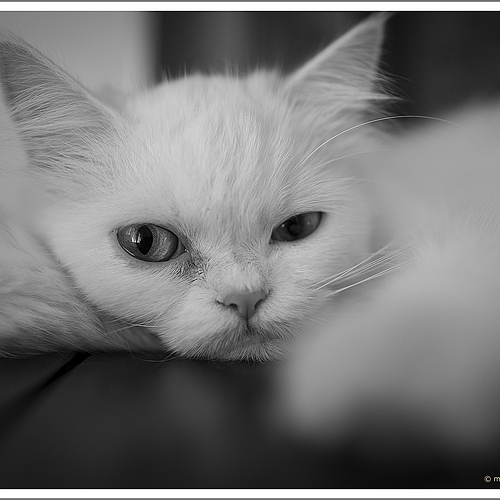Photo ID 530749