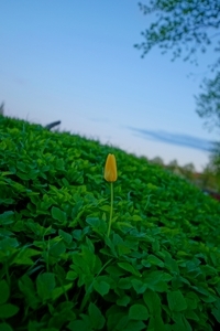 Album 1500718