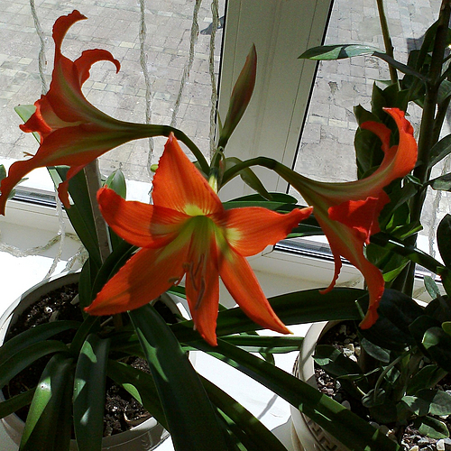 Photo ID 511313