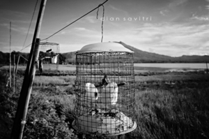 Album 301439
