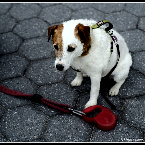 Photo ID 330163