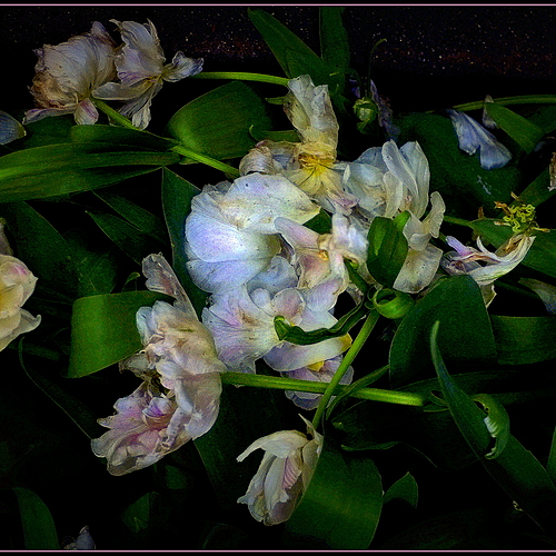 Photo ID 330581
