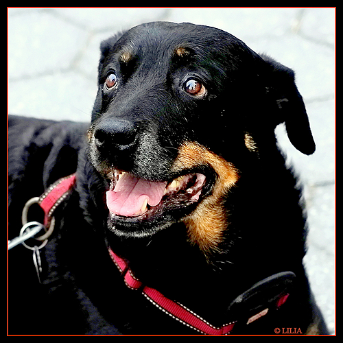 Photo ID 334227