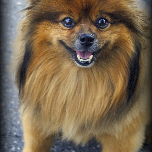 Photo ID 334336