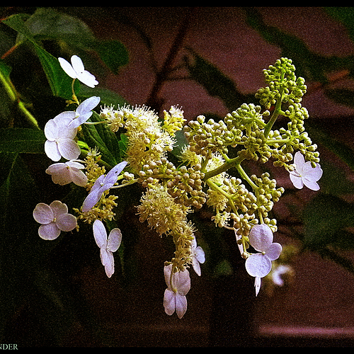 Photo ID 337242