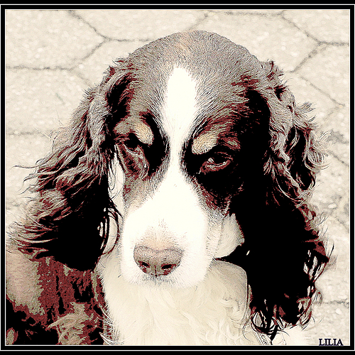 Photo ID 339798