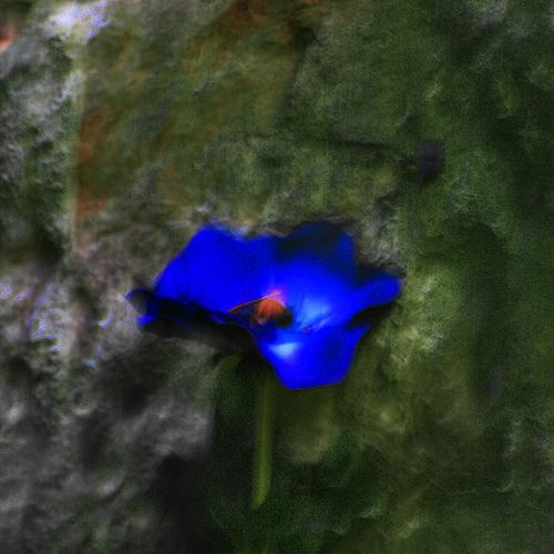 Photo ID 532191