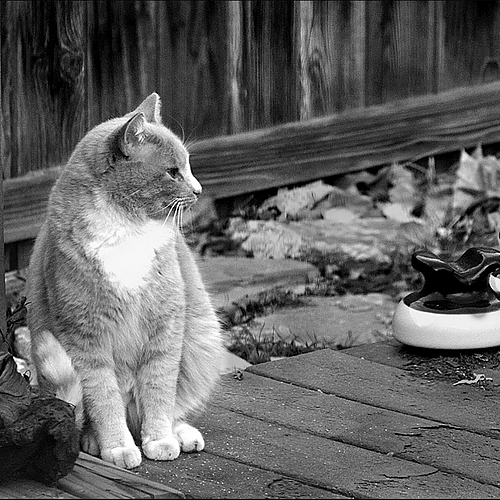 Photo ID 341772