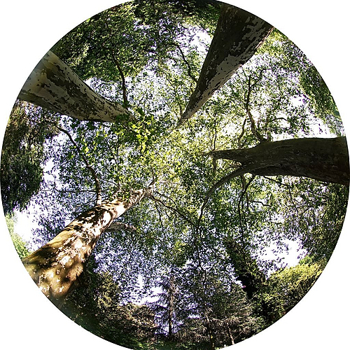 Photo ID 538224