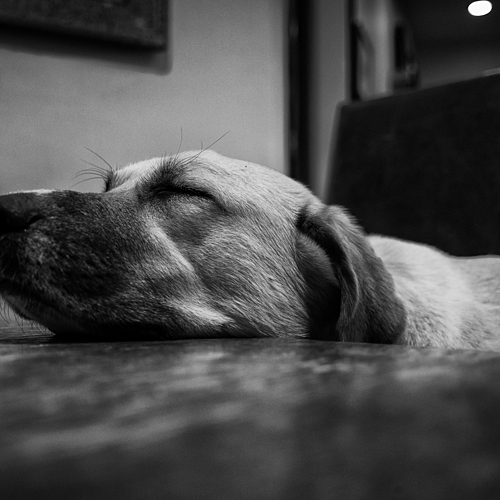 Photo ID 334308