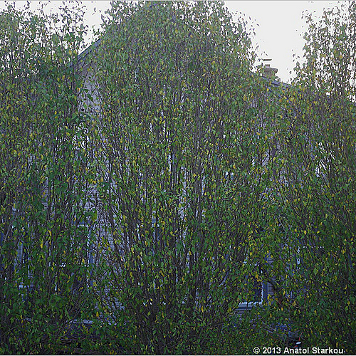Photo ID 532518