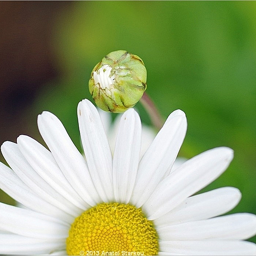 Photo ID 532535