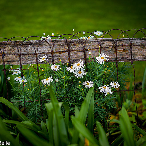 Photo ID 337124