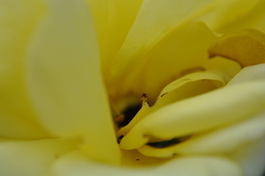 Album 500222