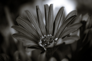 Album 501169