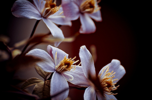 Album 501169