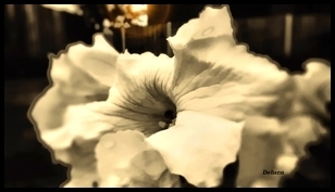 Album 501906